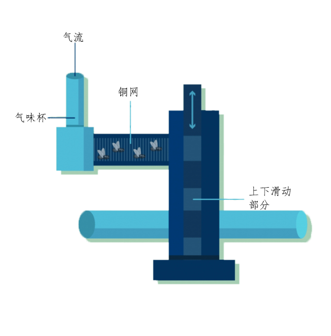 果蝇-训练阶段.png