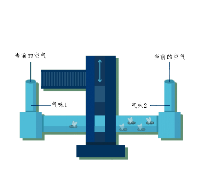 果蝇-测试阶段.png