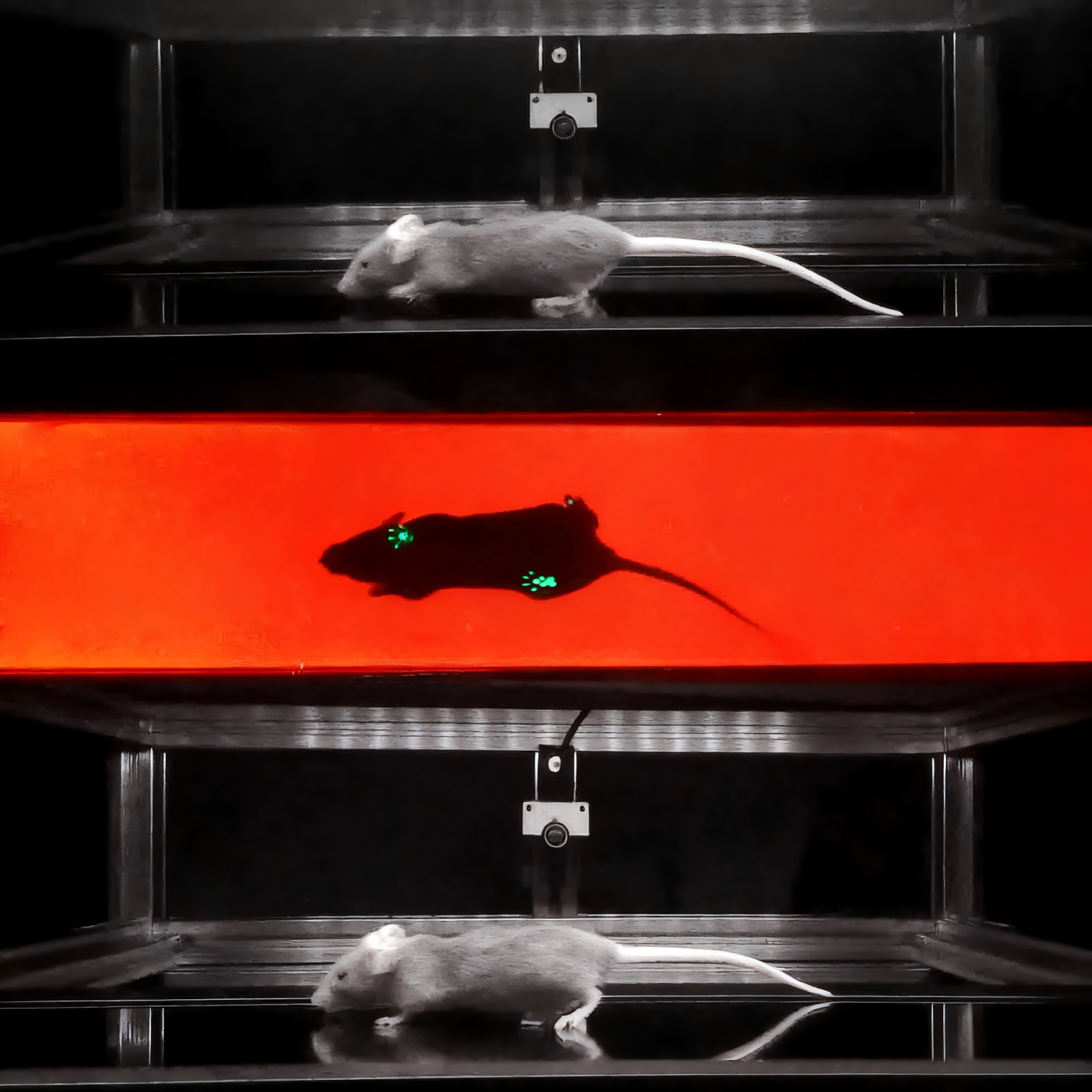 步态分析三视角.png 步态分析三视角.png