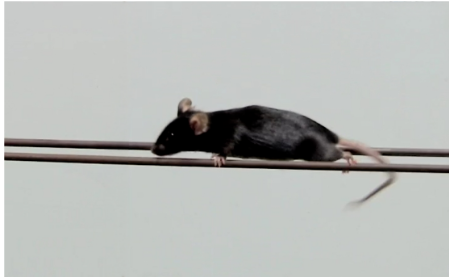 屏幕截图 2025-11-20 153843.png