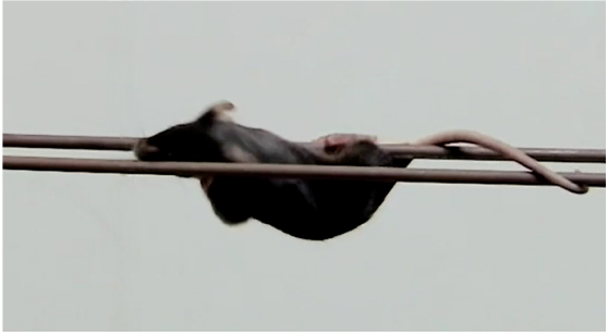 屏幕截图 2025-11-20 154027.png